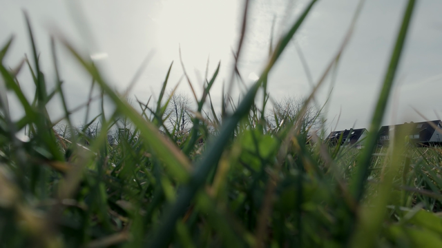 A view of something lying in a grass from the perspective of the thing lying in the grass. If you look really close, there’s a jogger somewhere in the picture.